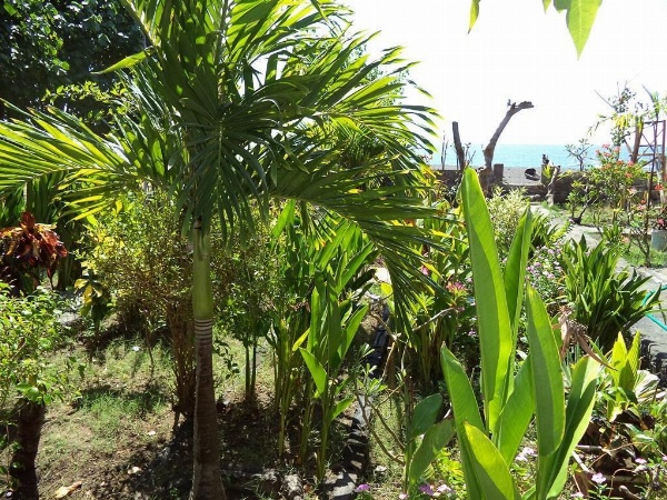 Kadek Homestay Amed image 9
